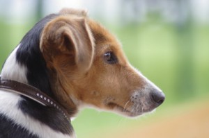 Jack Russel Terrier - Hunderasse